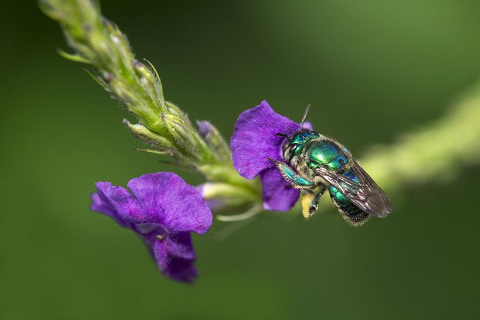 Orchid bee (Euglossini species) collecting pollen