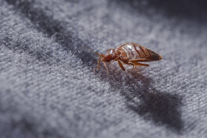 Bed bug on fabric