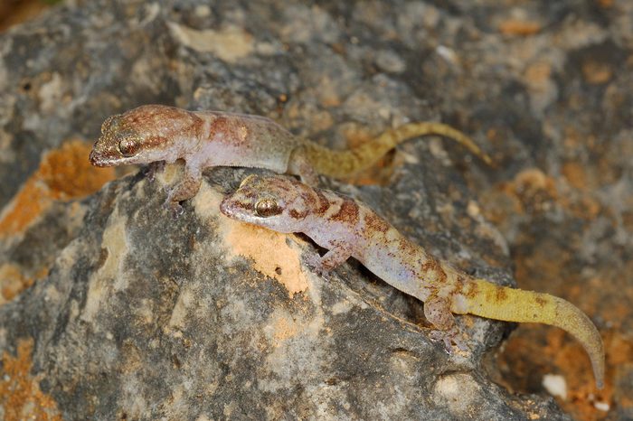 VARIOUS Pygmy Leaf-toed Gecko (Hemidactylus pumilio), adult pair, male guards female until eggs are laid, basking on rock, Socotra, Yemen, Southwest Asia