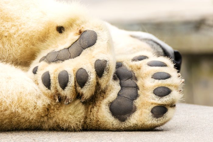 Paws of polar bear. Ursus maritimus.