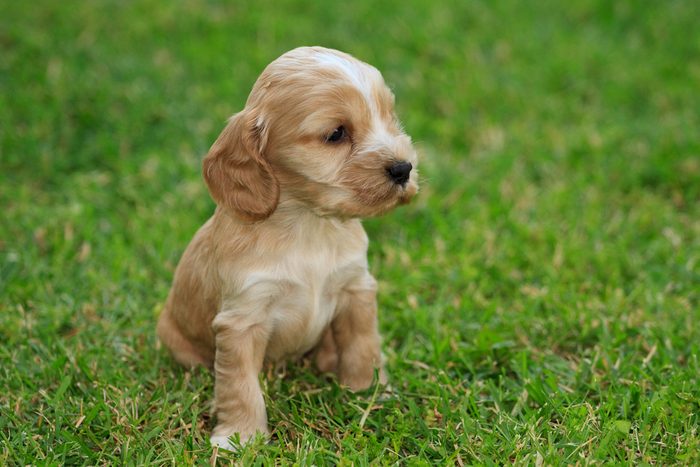 Cute dogs, Cutest dog breeds, Cute puppies, Cocker Spaniel puppy