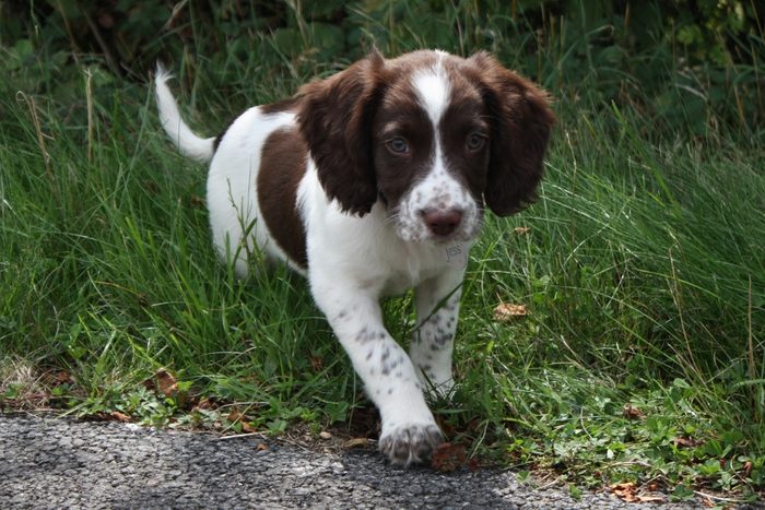 Cute dogs, Cutest dog breeds, Cute puppies, young liver and white working type english springer spaniel pet gundog puppy