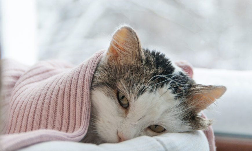 signs of illness in a cat