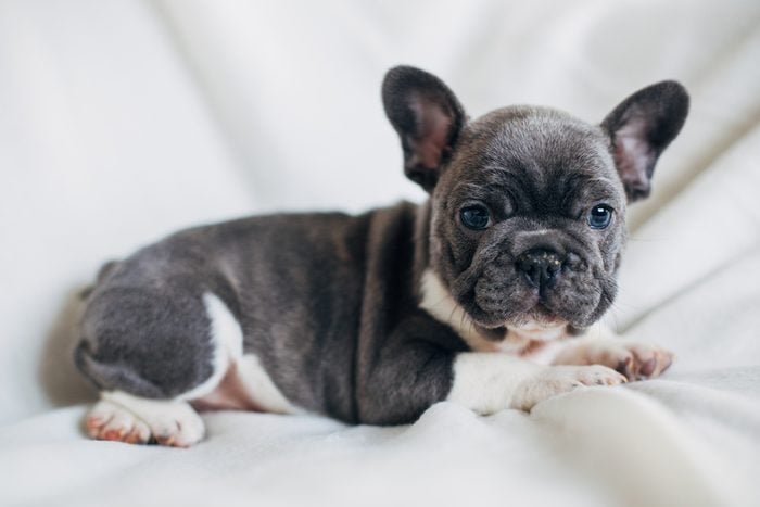 Cute dogs, Cutest dog breeds, Cute puppies, adorable french bulldog puppy