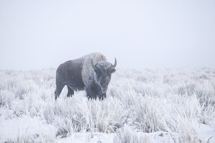 An American Bison in a winter scene