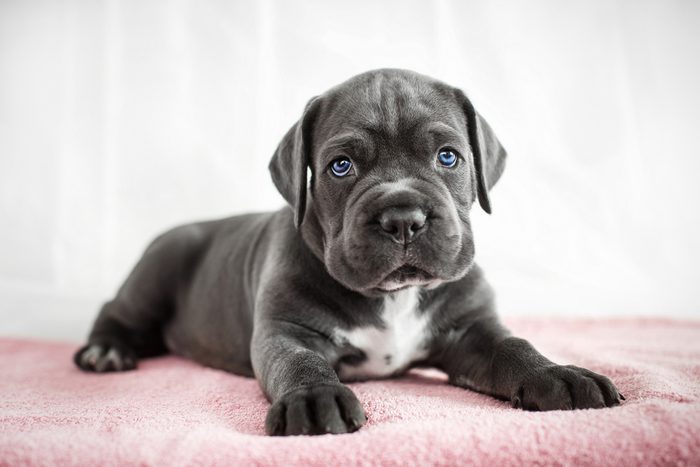 Cute dogs, Cutest dog breeds, Cute puppies, Cane Corso puppy on a white background