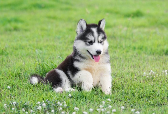 Cute dogs, Cutest dog breeds, Cute puppies, Cute siberian husky puppy on grass