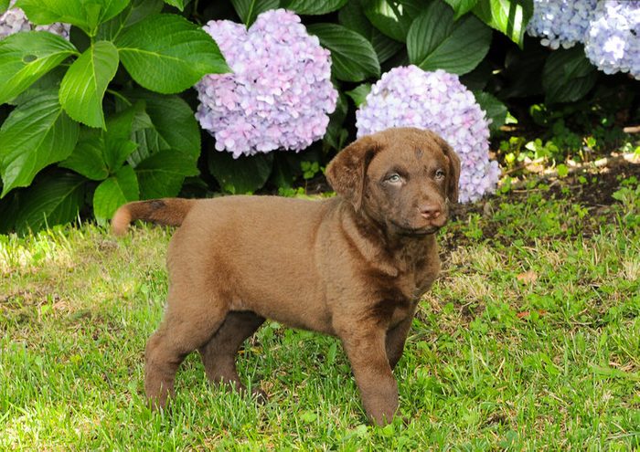 Cute dogs, Cutest dog breeds, Cute puppies, Portrait of puppy Chesapeake Bay Retriever in outdoors.