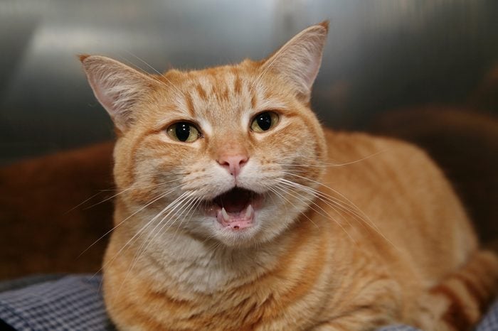 Homeless animals series. Ginger cat looking out of his cage meowing
