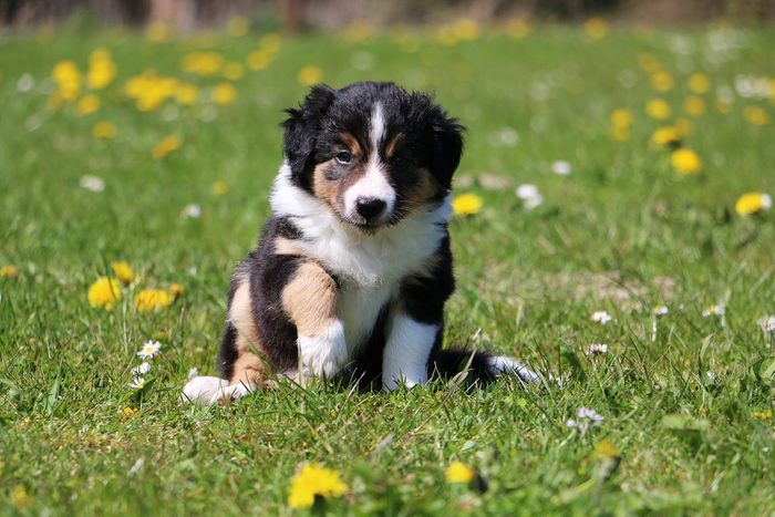 Cute dogs, Cutest dog breeds, Cute puppies, border collie puppy