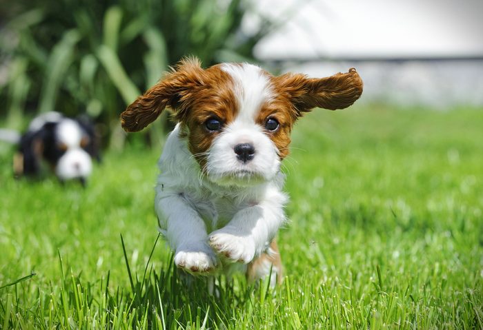 Cute dogs, Cutest dog breeds, Cute puppies, Cavalier King Charles spaniel puppy in garden