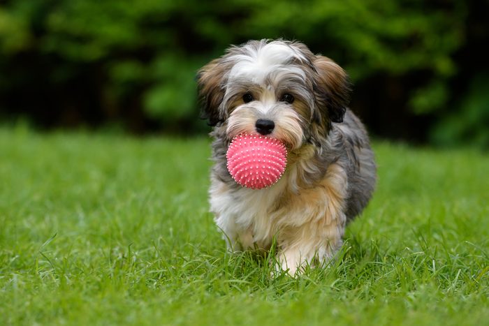 Cute dogs, Cutest dog breeds, Cute puppies, Playful havanese puppy dog brings a pink ball towards the camera in the grass