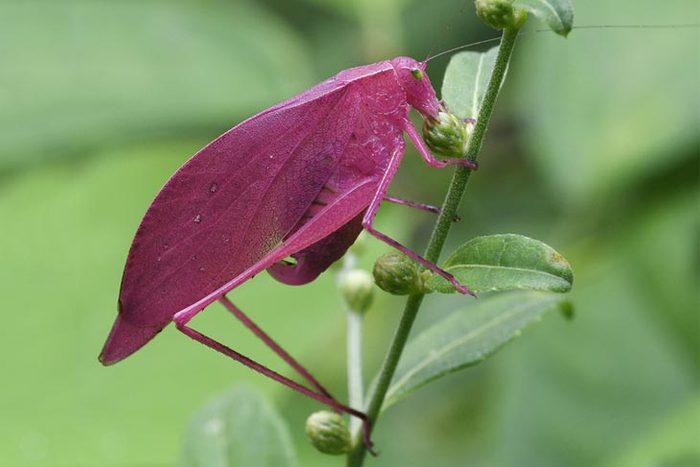 Oblong-Winged katydid, a long-horned grasshopper (Amblycorypha oblongifolia). A rare pink color variation. USA