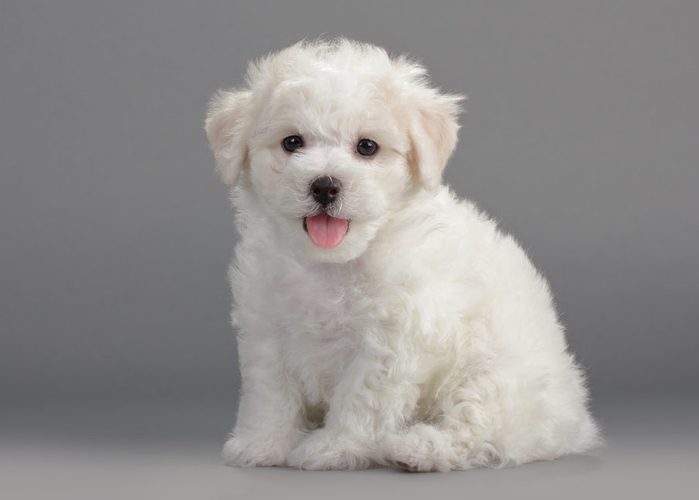 Cute dogs, Cutest dog breeds, Cute puppies, Bichon Frise puppies on a gray background. Not isolated.