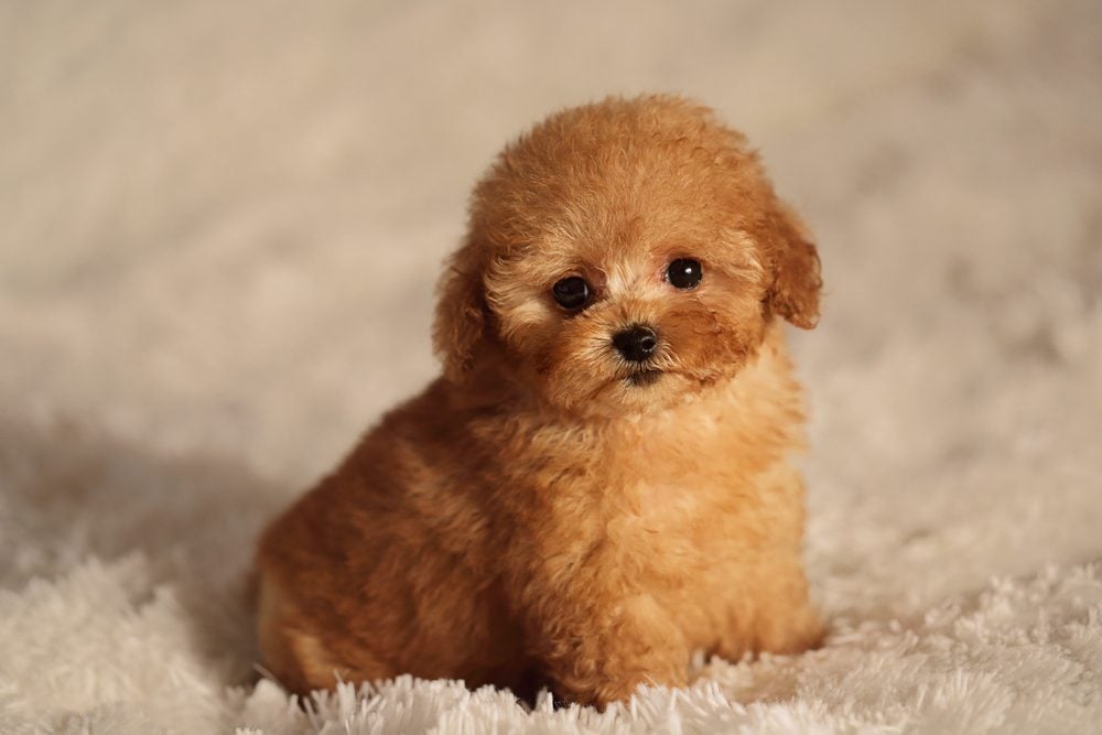 Cutest Dog Breeds As Puppies Reader S Digest