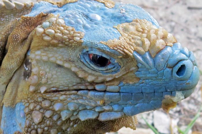 Cayman Islands Blue Iguanas