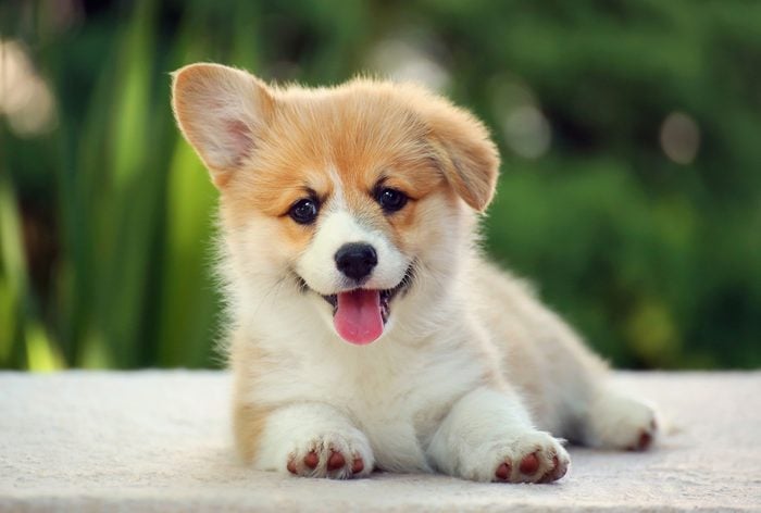 Cute dogs, Cutest dog breeds, Cute puppies, Dog welsh corgi pembroke puppy smile