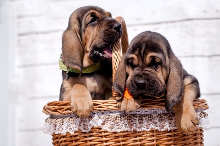 Beautiful puppies Bloodhound in the basket.