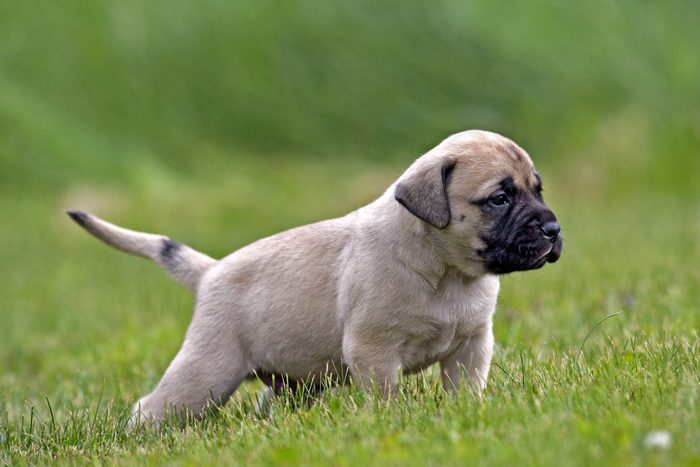 Cute dogs, Cutest dog breeds, Cute puppies, Curious Mastiff Puppy , few week old, standing on grass, portrait