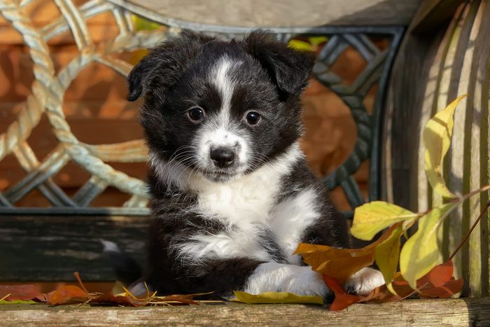 Cute dogs, Cutest dog breeds, Cute puppies, Cute young black bi-color Miniature American Shepherd dog puppy on a wooden bench, the intelligent dog breed is a also called Miniature Australian Shepherd.