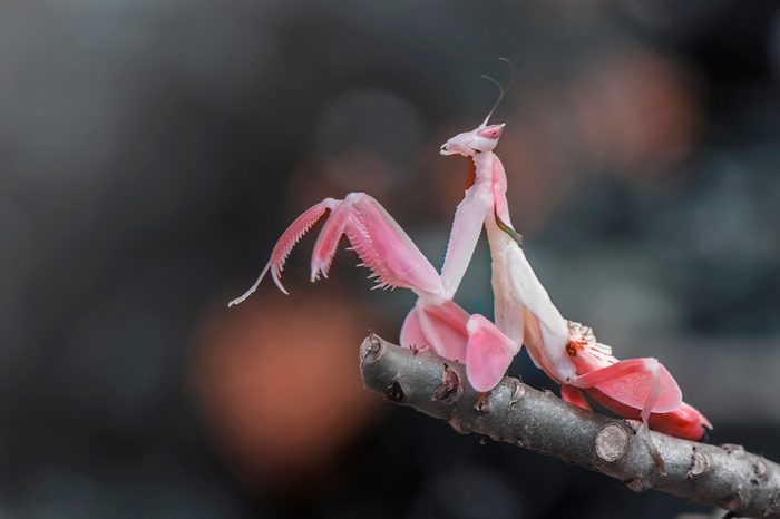 orchid mantis pink