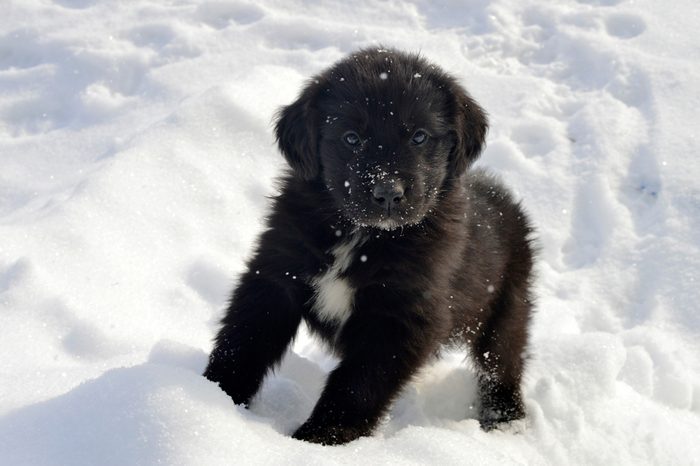 Cute dogs, Cutest dog breeds, Cute puppies, Newfoundland puppy enjoying the snow