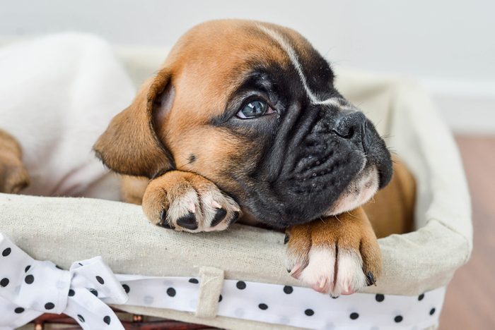 Cute dogs, Cutest dog breeds, Cute puppies, piercing gaze of a German boxer puppy lying in a stowage basket
