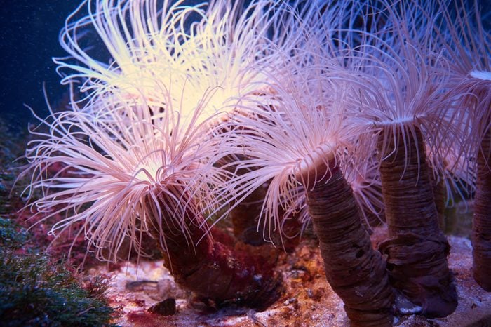 Exotic tropical underwater predator cerianthus (tube-dwelling anemone)