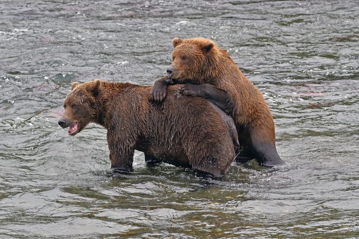 VARIOUS Two Grizzlies (Ursus arctos horribilis), standing in water, Brooks River, Katmai National Park, Alaska, USA