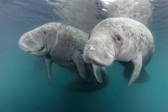 VARIOUS Two West Indian manatees (Trichechus manatus), couple, Three Sisters Springs, manatee sanctuary, Crystal River, Florida, USA