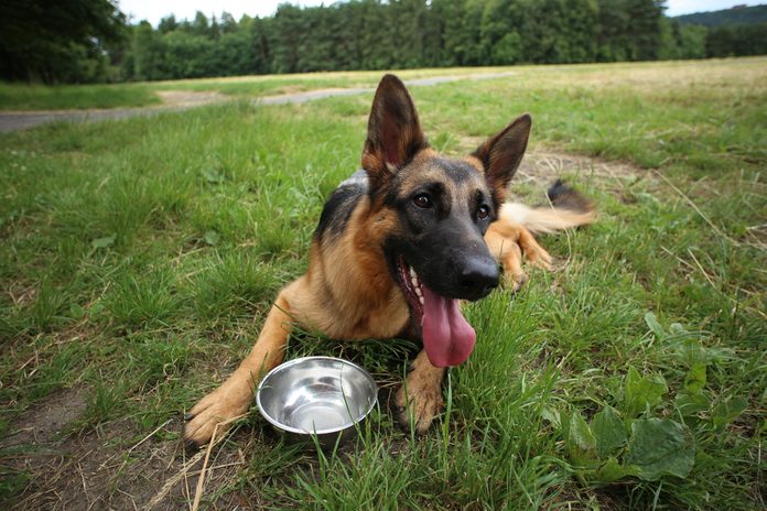 Young German shepherd dog drinking water during summer heat