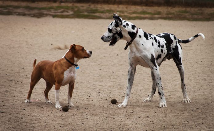 a small dog and a big dog face off