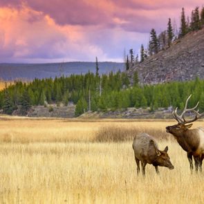 elk and cow
