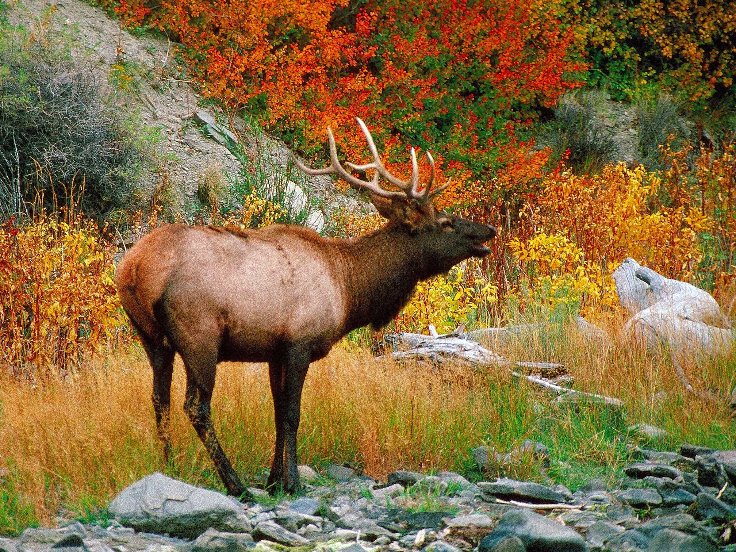 how many species of animals are in yellowstone national park