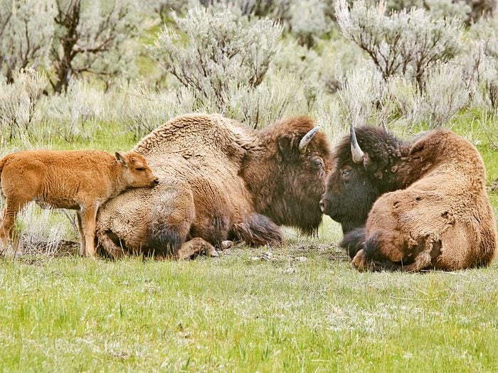 Newborn bison calves