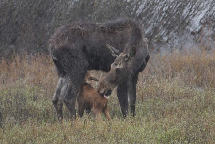Moose with baby