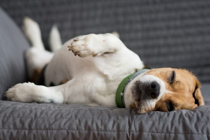 Cute beagle dog sleeping in a funny position