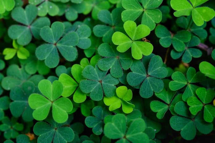 Clover leas for Green background with three-leaved shamrocks. St. Patrick's day holiday symbol.