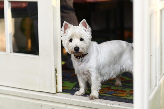 white dog front door