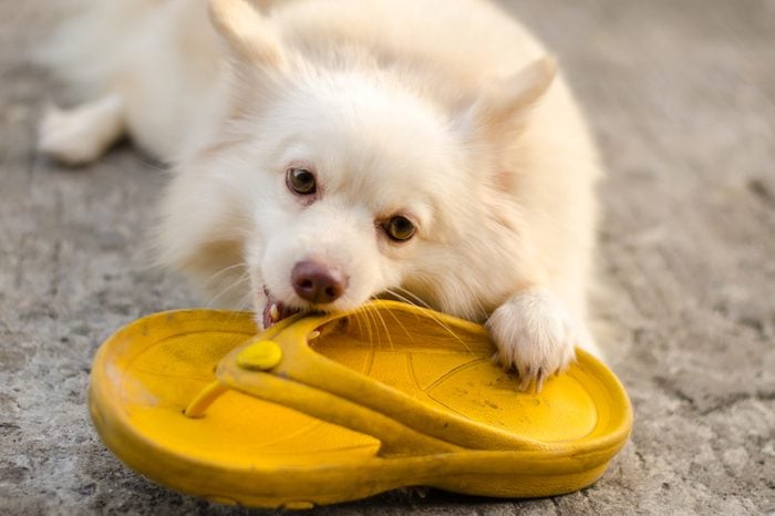 Dog pomeranian playing with flipflop yellow - corrode or bite it