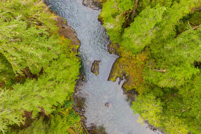 Aerial drone view of a wild river running through a forest