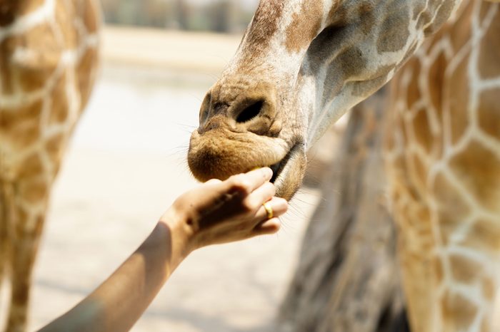 Giraffe eat - Food and Feeding