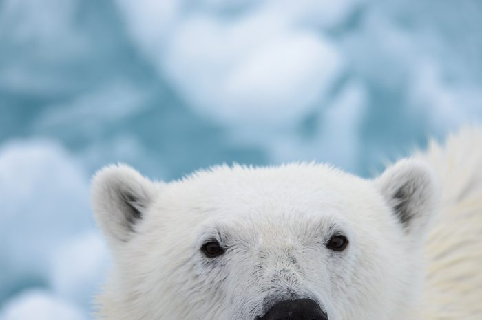 Polar bear's head close up