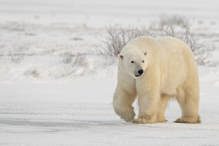Polar Bear (Ursus maritimes) - Bear Faced