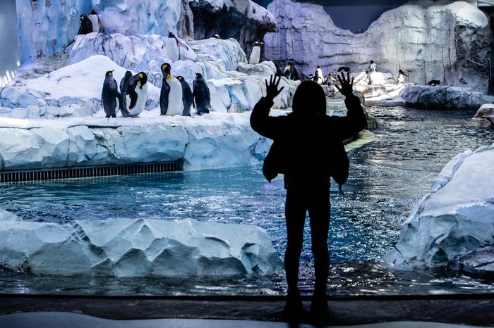 Royal Oak, Michigan / USA - March 2018: An unidentified young girl, shown in silhouette with back to the camera, watches a group of King Penguins at the Detroit Zoo’s Polk Penguin Conservation Center.