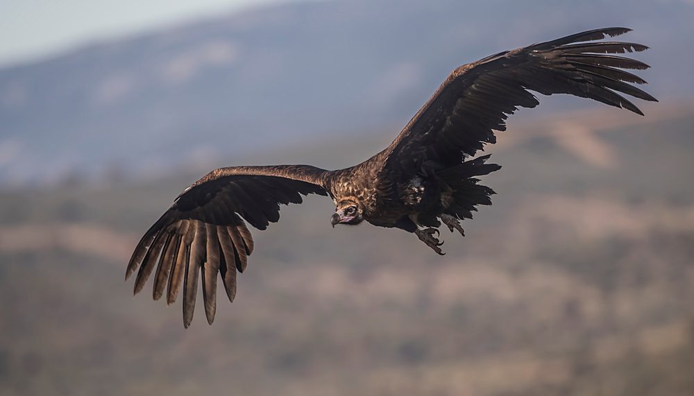 Black vulture flying towards the camera