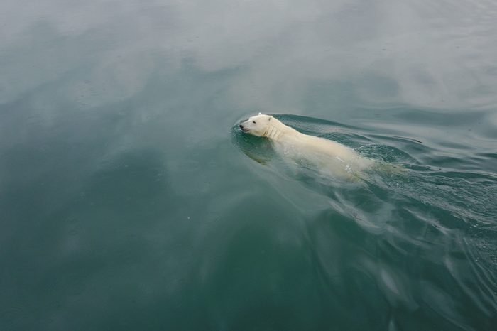 Polar bear swim in Arctic Ocean near Wrangel Island