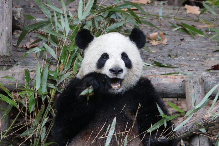 Close-up Fluffy Face of Giant Panda, Chengdu, China
