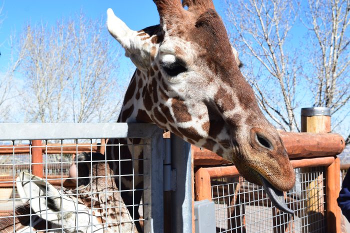 Cheyenne Mountain Zoo Giraffe!