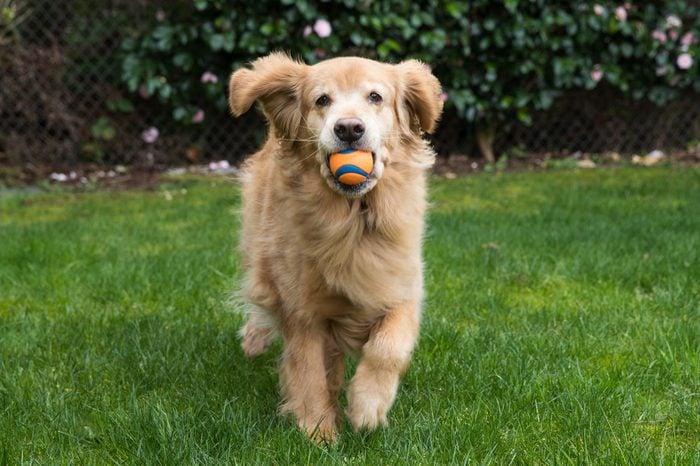 Happy Golden Retriever Dog playing fetch with a ball